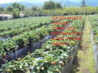 DAVID ANAYA
FUENTES
CURSO:902
INFORMATICA
AGRICULTURA
URBANA
 