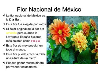 Flor Nacional de México La flor nacional de México es la  Dalia . Esta flor fue elegida por votos. El color original de la flor era  amarilla  pero cuando la llevaron a España hicieron más colores como  rosa . Esta flor es muy popular en todo el mundo. Esta flor puede crecer a midir una altura de un metro. Puedes ganar mucho dinero por vender estas flores. 