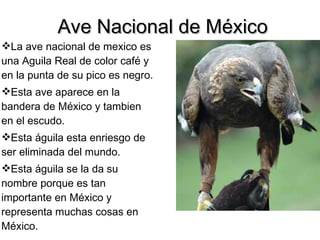 Ave   Nacional   de   México La ave nacional de mexico es una Aguila Real de color café y en la punta de su pico es negro. Esta ave aparece en la bandera de México y tambien en el escudo. Esta águila esta enriesgo de ser eliminada del mundo. Esta águila se la da su nombre porque es tan importante en México y representa muchas cosas en México. 