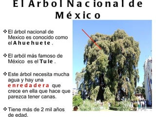 El Árbol Nacional de México El árbol nacional de Mexico es conocido como el  Ahuehuete .   El arból más famoso de México  es el  Tule .  Este árbol necesita mucha agua y hay una  enredadera  que crece en ella que hace que parezca tener canas. Tiene más de 2 mil años de edad. 