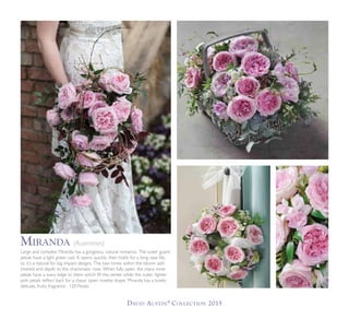 David Austin®
Collection 2015
Large and complex Miranda has a gorgeous, natural romance. The outer guard
petals have a light green cast. It opens quickly, then holds for a long vase life,
so it’s a natural for big impact designs. The two tones within the bloom add
interest and depth to this charismatic rose. When fully open, the many inner
petals have a wavy edge to them which fill the center while the outer, lighter
pink petals reflect back for a classic open rosette shape. Miranda has a lovely,
delicate, fruity fragrance . 120 Petals.
Miranda (Ausimmon)
 