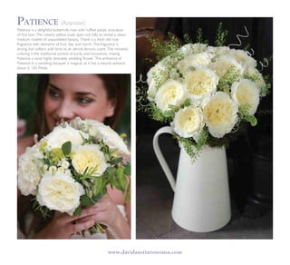 www.davidaustinrosesusa.com
Patience is a delightful buttermilk rose with ruffled petals, evocative
of fine lace. The creamy yellow buds open out fully to reveal a classic
medium rosette of unparalleled beauty. There is a fresh old rose
fragrance with elements of fruit, lilac and myrrh. The fragrance is
strong, but softens with time to an almost lemony scent. The romantic
coloring is the traditional symbol of purity and innocence, making
Patience a most highly desirable wedding flower. The ambiance of
Patience in a wedding bouquet is magical, as it has a natural radiance
about it. 165 Petals.
Patience (Auspastor)
 