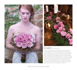 David Austin®
Collection 2015
Carey is a new addition to the David Austin luxury rose collection.
This charismatic rose radiates natural beauty and combines well
with all arrangements as it is a true medium pink rose. Held elegantly
on long, strong stems, Carey blooms are beautiful in all stages. They
begin as large full buds with slightly lighter outer petals and gradually
unfold to very large roses. Once open they are in the form of a classic
David Austin cupped and quartered rosette of many delicately ruffled
petals which fill the heart of each bloom. Over time each bloom
reveals a cluster of pretty yellow stamens. The blooms have a long
vase life of over a week. Carey’s beauty is matched with a delicious,
fresh rose scent with a hint of cedar wood. 100 Petals.
Carey (Ausweather)
 