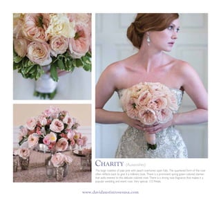 www.davidaustinrosesusa.com
The large rosettes of pale pink with peach overtones open fully. The quartered form of the rose
often reflects back to give it a millinery look. There is a prominent spring green colored stamen
that adds interest to this delicate colored rose. There is a strong rose fragrance that makes it a
popular wedding and event rose. Very special. 153 Petals.
Charity (Auswasher)
 