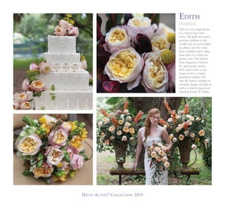 David Austin®
Collection 2015
Edith is a very large flower
of a distinct two tone
color. Old golds and warm
peaches combine in the
middle and are surrounded
by yellow, and the outer
level of petals have a deep
rose tone. It is unlike any
garden rose. The intense
fruity fragrance enhances
this spectacular variety.
Edith opens from a cup
shape to form a classic,
quartered rosette. The
vase life make it suitable for
everyday designs and gifts as
well as a distinct event and
wedding flower. 87 Petals.
Edith
(Auspluto)
 