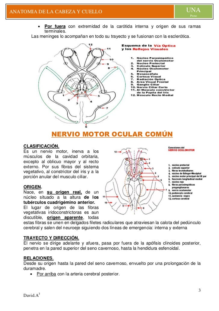 El complejo de los ejercicios en el gimnasio a la hernia en sheynom el departamento