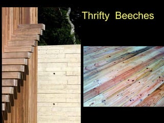 Thrifty Beeches
 