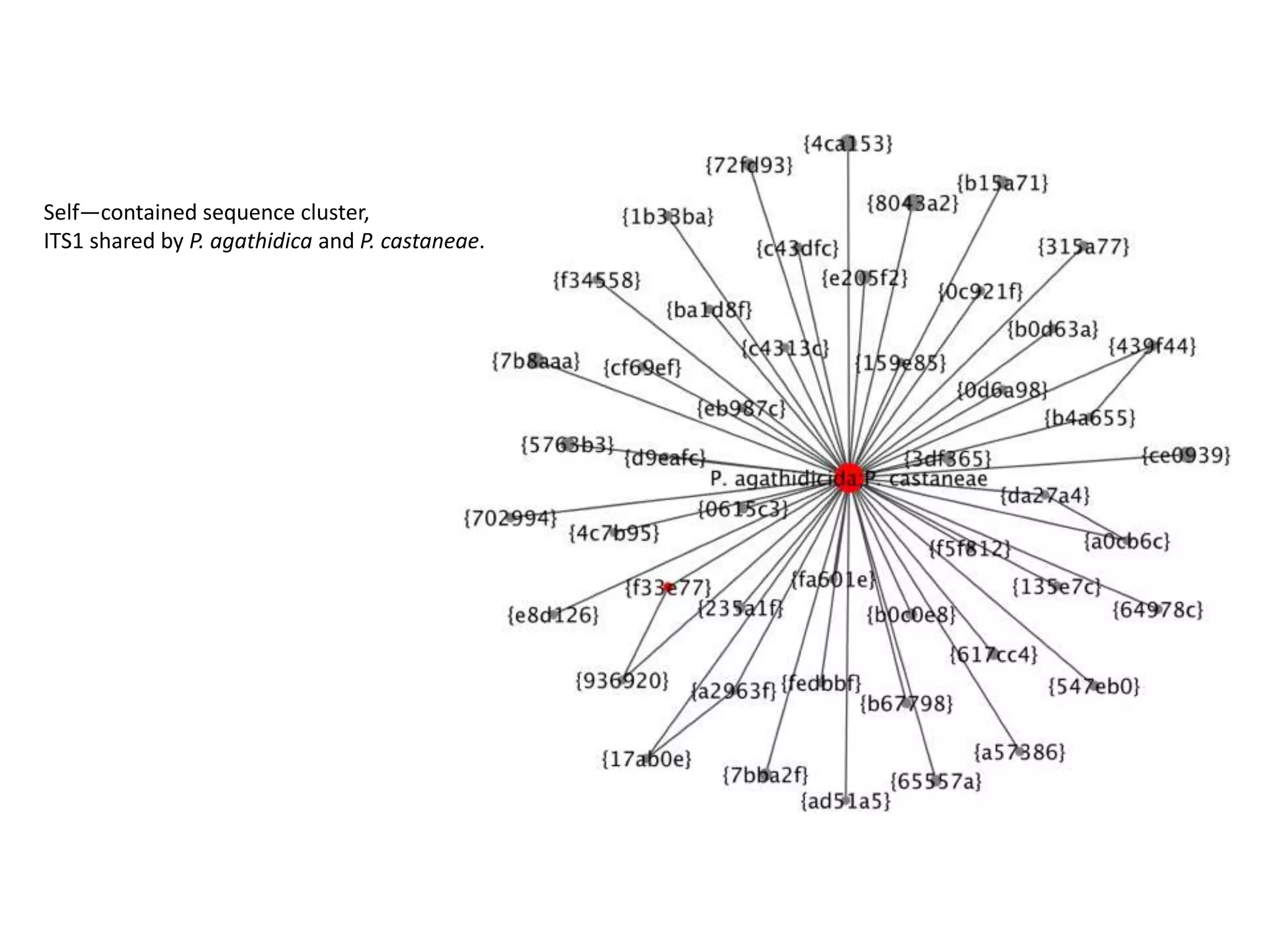 Self—contained sequence cluster,
ITS1 shared by P. agathidica and P. castaneae.
 