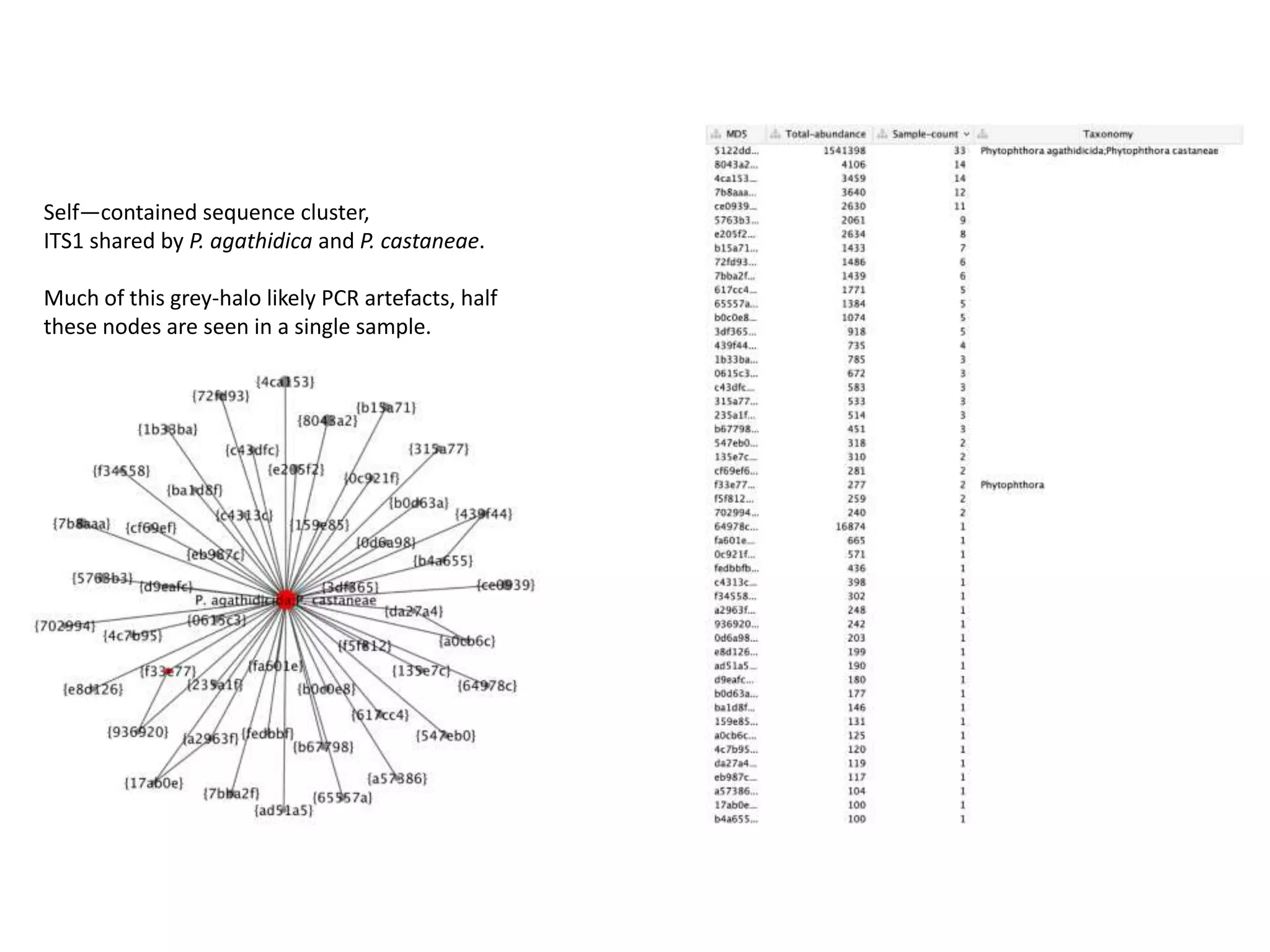 Self—contained sequence cluster,
ITS1 shared by P. agathidica and P. castaneae.
Much of this grey-halo likely PCR artefacts, half
these nodes are seen in a single sample.
(Seen in synthetic controls too)
 