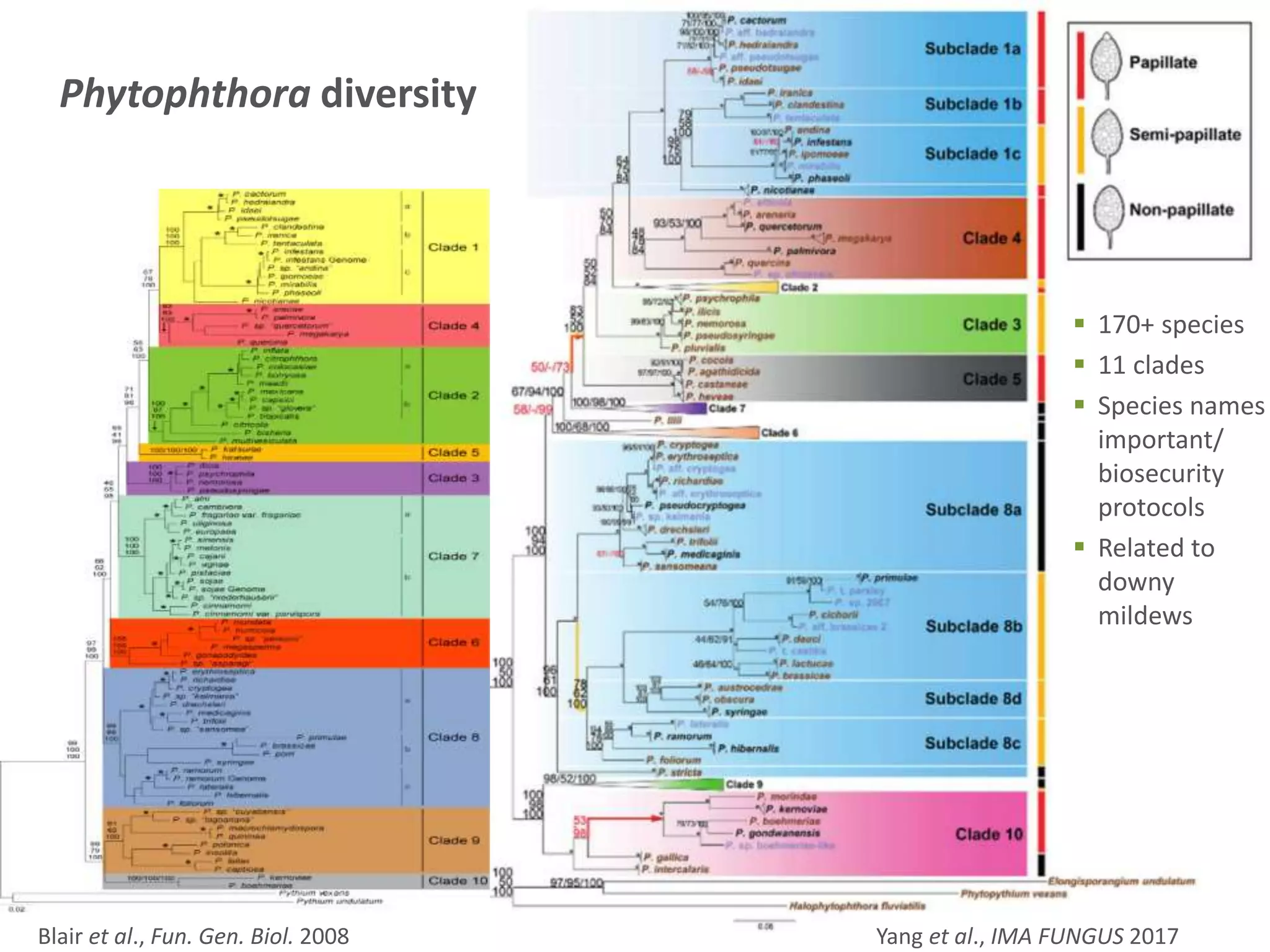 Yang et al., IMA FUNGUS 2017Blair et al., Fun. Gen. Biol. 2008
 170+ species
 11 clades
 Species names
important/
biosecurity
protocols
 Related to
downy
mildews
Phytophthora diversity
 