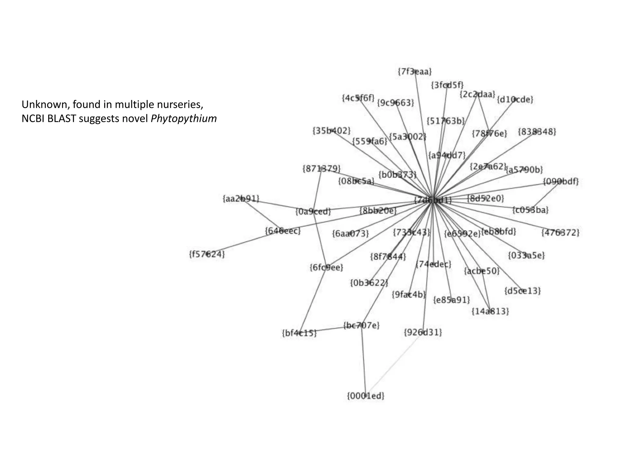 Unknown, found in multiple nurseries,
NCBI BLAST suggests novel Phytopythium
 