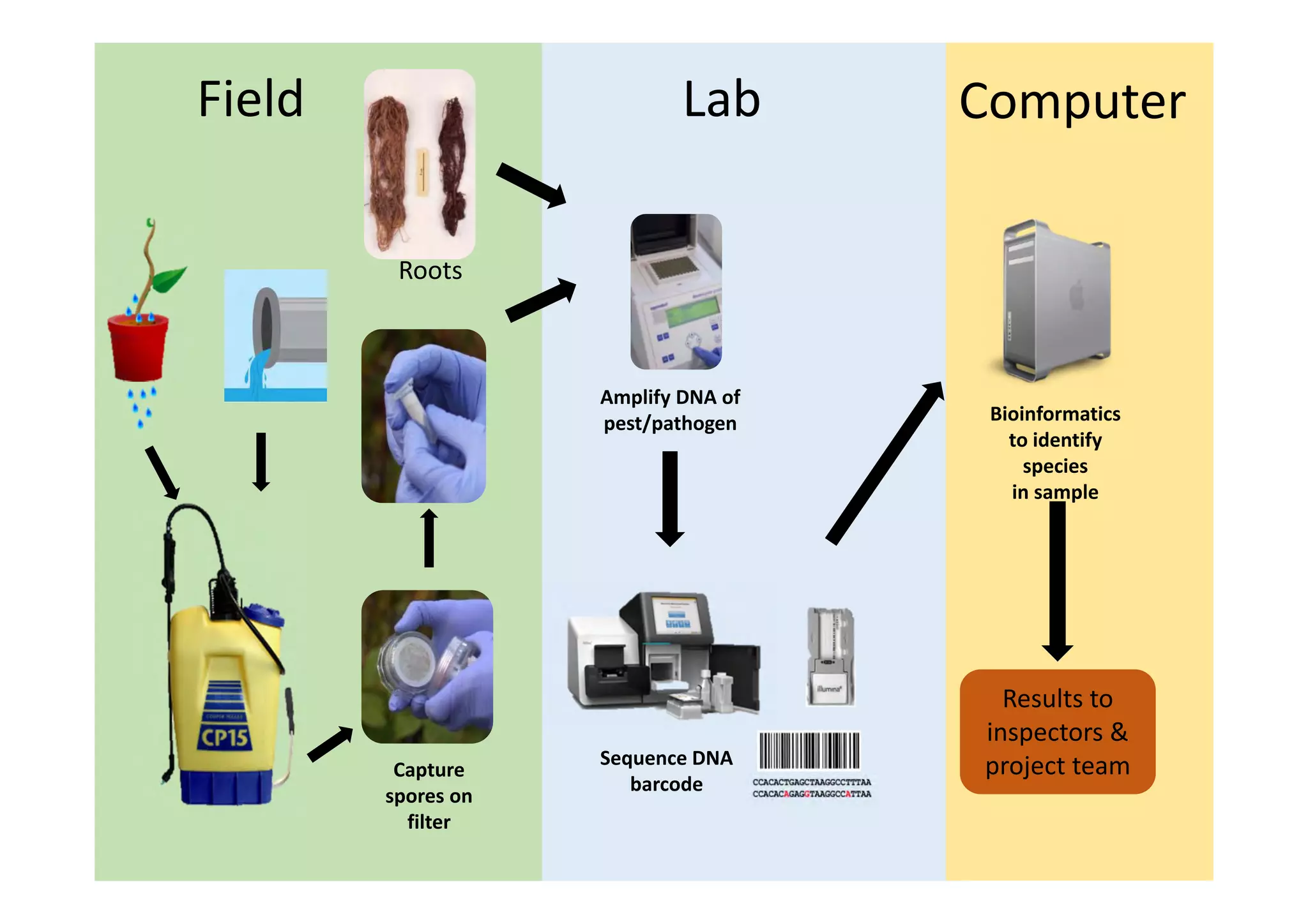 Field
Capture 
spores on 
filter
Amplify DNA of 
pest/pathogen
Sequence DNA 
barcode
Bioinformatics 
to identify 
species
in sample  
Results to 
inspectors & 
project team
Roots
Lab Computer
 
