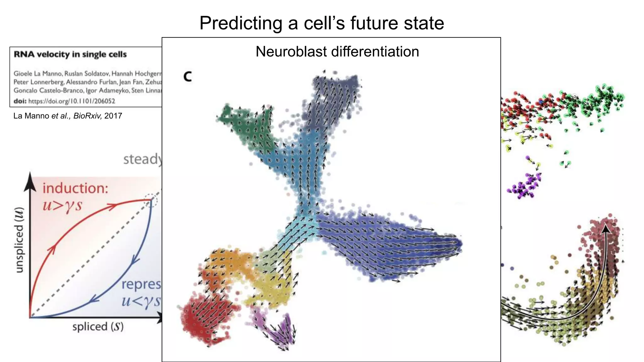 Predicting a cell’s future state
La Manno et al., BioRxiv, 2017
Glutaminergic neuronal development
(Forebrain from 10wk human embryo)
Neuroblast differentiation
 