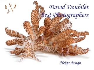 David Doubilet Best Photographers Helga design 