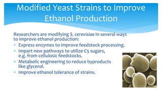 Researchers are modifying S. cerevisiae in several ways
to improve ethanol production:
∗ Express enzymes to improve feedstock processing.
∗ Impart new pathways to utilize C5 sugars,
e.g. from cellulosic feedstocks.
∗ Metabolic engineering to reduce byproducts
like glycerol.
∗ Improve ethanol tolerance of strains.
Modified Yeast Strains to Improve
Ethanol Production
 