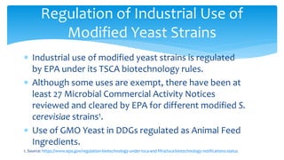 ∗ Industrial use of modified yeast strains is regulated
by EPA under its TSCA biotechnology rules.
∗ Although some uses are exempt, there have been at
least 27 Microbial Commercial Activity Notices
reviewed and cleared by EPA for different modified S.
cerevisiae strains1.
∗ Use of GMO Yeast in DDGs regulated as Animal Feed
Ingredients.
1. Source: https://www.epa.gov/regulation-biotechnology-under-tsca-and-fifra/tsca-biotechnology-notifications-status
Regulation of Industrial Use of
Modified Yeast Strains
 