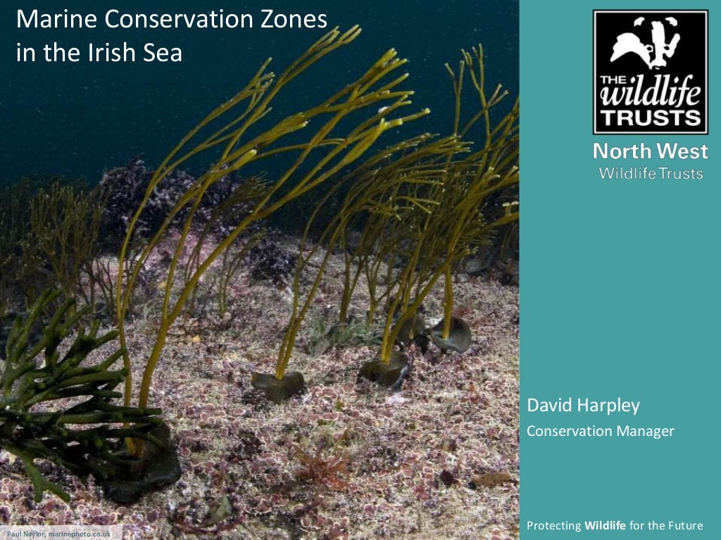 Marine Conservation Zones- David Harpley