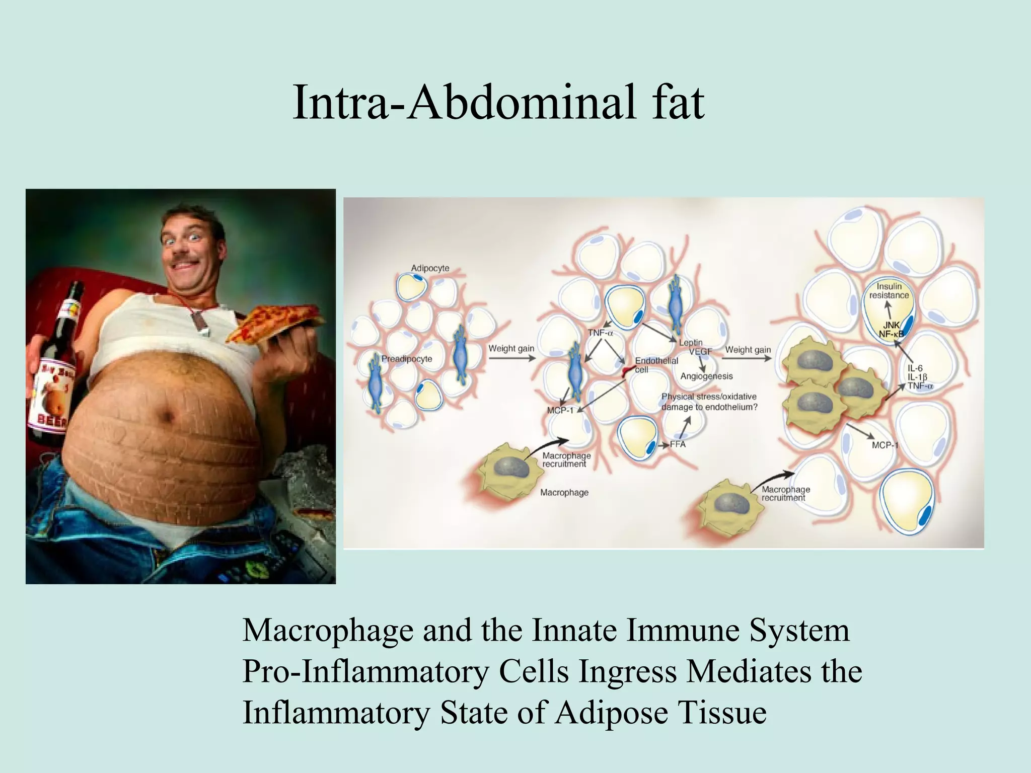 Intra-Abdominal fat
Macrophage and the Innate Immune System
Pro-Inflammatory Cells Ingress Mediates the
Inflammatory State of Adipose Tissue
 