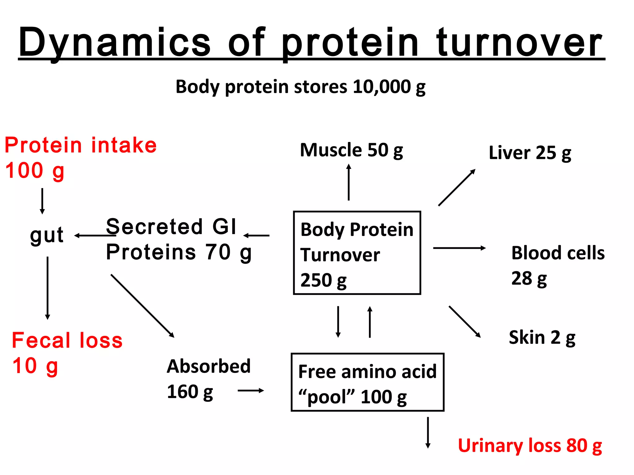 Dynamics of protein turnover
Protein intake
100 g
gut Secreted GI
Proteins 70 g
Fecal loss
10 g
Body Protein
Turnover
250 g
Body protein stores 10,000 g
Muscle 50 g
Absorbed
160 g
Free amino acid
“pool” 100 g
Liver 25 g
Blood cells
28 g
Skin 2 g
Urinary loss 80 g
 