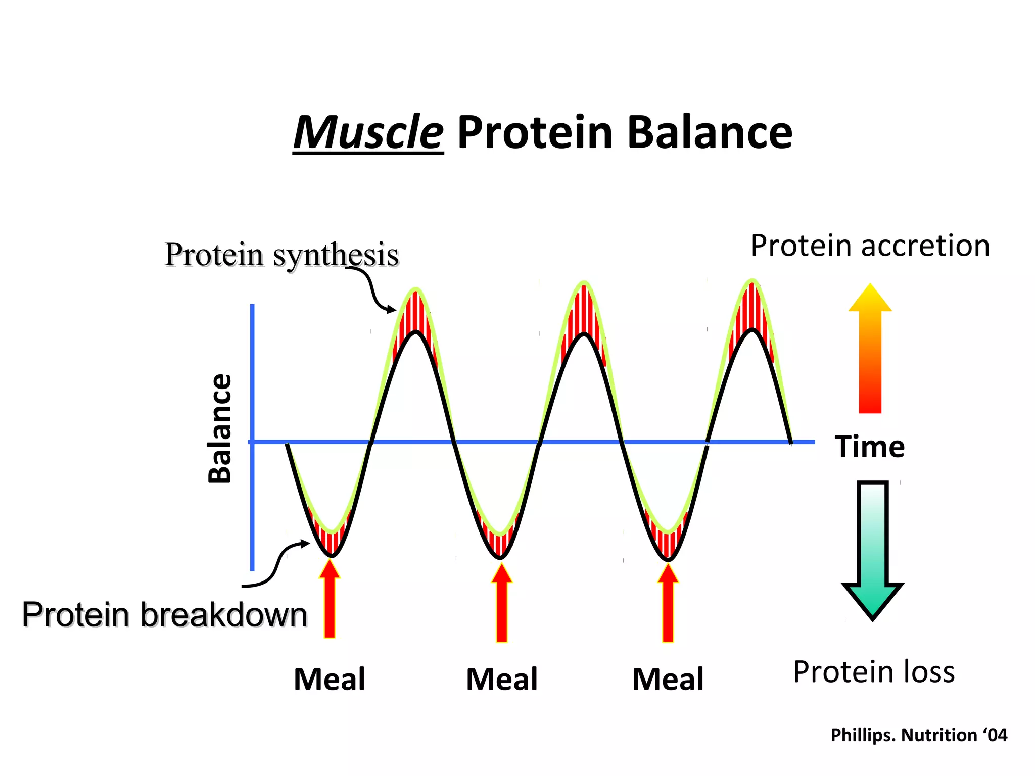 Muscle Protein Balance
Balance
Time
Meal Meal Meal
Phillips. Nutrition ‘04
Protein accretion
Protein loss
Protein synthesisProtein synthesis
Protein breakdownProtein breakdown
 