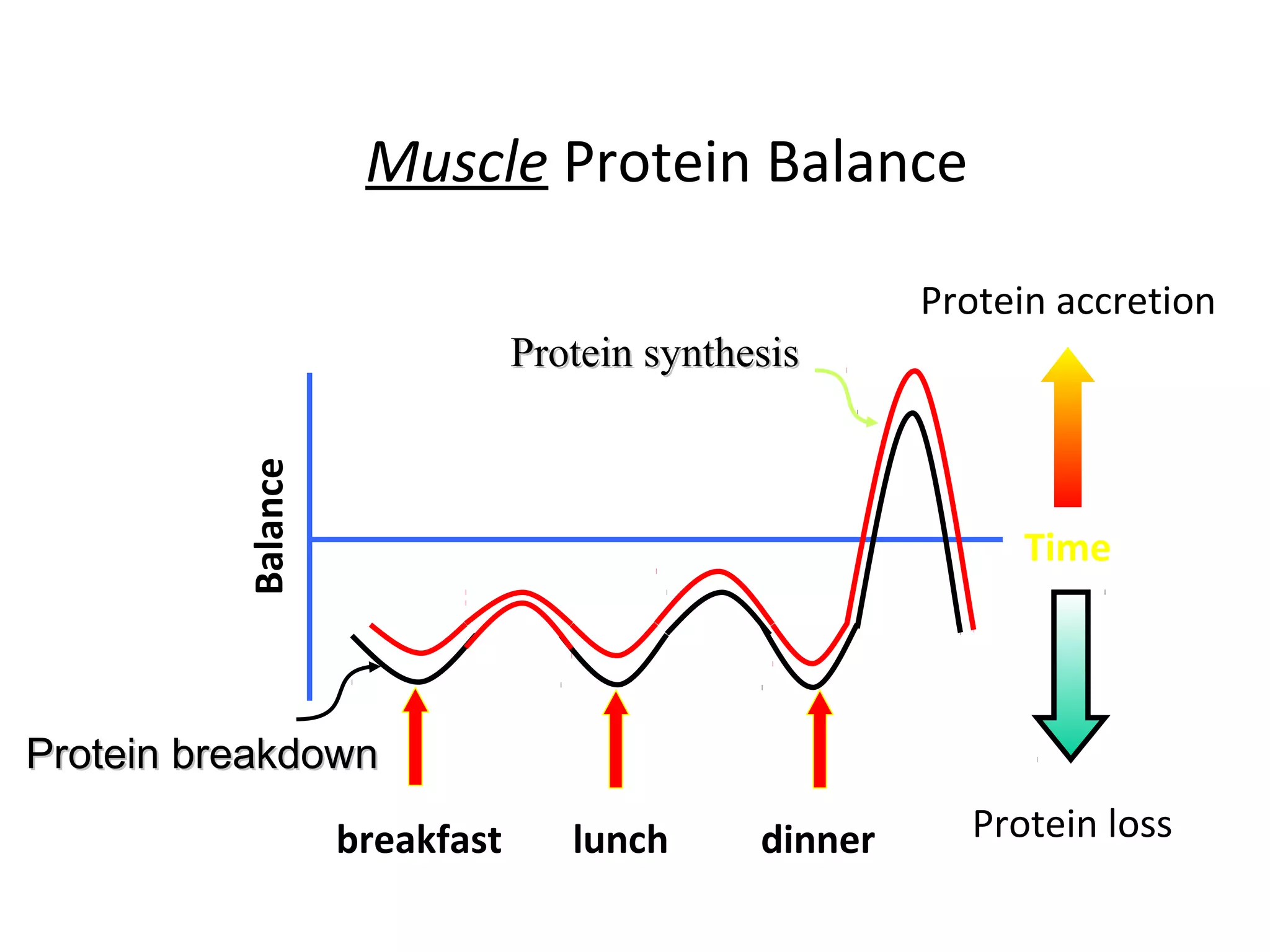 Muscle Protein Balance
Balance
Time
breakfast lunch dinner
Protein accretion
Protein loss
Protein synthesisProtein synthesis
Protein breakdownProtein breakdown
 