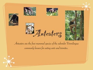 Anteaters
Anteaters are the four mammal species of the suborder Vermilingua
          commonly known for eating ants and termites.
 