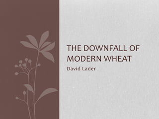 David Lader
THE DOWNFALL OF
MODERN WHEAT
 
