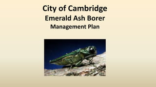 City of Cambridge
Emerald Ash Borer
Management Plan
 