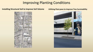 Improving Planting Conditions
Installing Structural Soil to Improve Soil Volume Utilizing Flexi-pave to Improve Tree Survivability
 