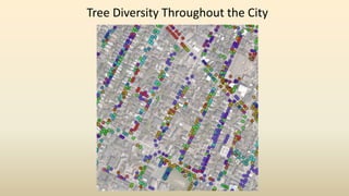 Tree Diversity Throughout the City
 