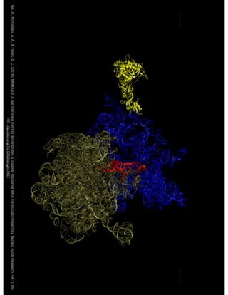 Tek, A., Korostelev, A. A., & Flores, S. C. (2016). MMB-GUI: A fast morphing method demonstrates a possible ribosomal tRNA translocation trajectory. Nucleic Acids Research, 44(1), 95–
105. http://doi.org/10.1093/nar/gkv1457
 
