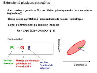 Extension à plusieurs caractères La covariance génétique / La corrélation génétique entre deux caractères (eg trade-off) Bases de ces corrélations : déséquilibres de liaison + pléiotropie L’effet d’entraînement ou sélection indirecte Rx = VA(x)   X) + CovA(X,Y)   Y) Généralisation R  =  G .   Vecteur évolution Matrice de var-covar génétique ou « matrice G » Vecteur Gradient de sélection Caractère X Caractère Y 