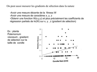 On peut aussi mesurer les gradients de sélection dans la nature Avoir une mesure décente de la  fitness W Avoir une mesure de caractères x, y, z Obtenir une fonction W(x,y,z) et plus précisément les coefficients de régression partiels de ln(W) sur x, y , z (gradient de sélection) Ex : plante Polemonium viscosum , gradient de sélection sur la taille de  corolle 