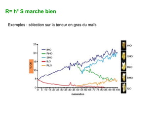 R= h² S marche bien Exemples : sélection sur la teneur en gras du maïs 