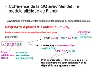 Cohérence de la GQ avec Mendel : le modèle allélique de Fisher - Covariances entre apparentés autres que des jumeaux ou clones (repro sexuée) Cov(PX,PY; X parent et Y enfant) =  .. = ½  V A Mendel = parent et enfant partagent la moitié de leurs gènes Fisher (1916) G =   i +   j  +   i,j V(G)=  2 V(  )  +  V(  )  =  VA  +  VD Cov(PX,PY)  =  4 cov(  iX,  iY)  +  cov(  ijX,  ijY)   =  2   A  VA  +   D  VD Effets additifs des allèles Interaction Non additive (eg dominance) Var additive Var de dominance Probas d’identités entre allèles ou paires d’allèles entre les deux individus X et Y; dépend de leur apparentement 
