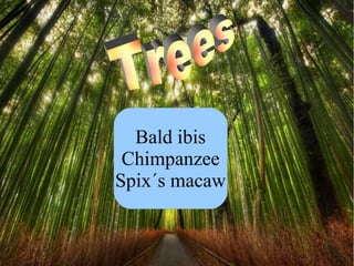 Bald ibis
 Chimpanzee
Spix´s macaw
 