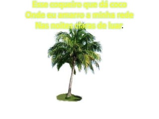 Esse coqueiro que dá coco
Onde eu amarro a minha rede
Nas noites claras de luar.

 