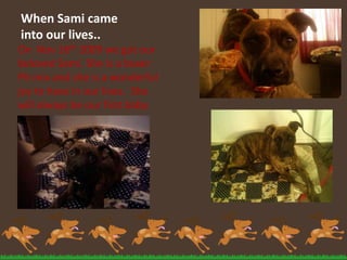 When Sami came into our lives..On  Nov 16th 2009 we got our beloved Sami. She is a boxer Pit mix and she is a wonderful joy to have in our lives.  She will always be our first baby.