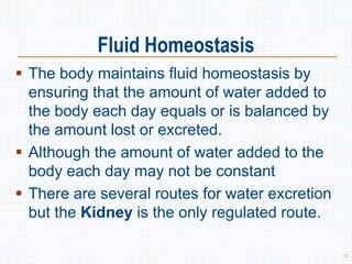 Fluid Homeostasis
 The body maintains fluid homeostasis by
ensuring that the amount of water added to
the body each day equals or is balanced by
the amount lost or excreted.
 Although the amount of water added to the
body each day may not be constant
 There are several routes for water excretion
but the Kidney is the only regulated route.
12
 