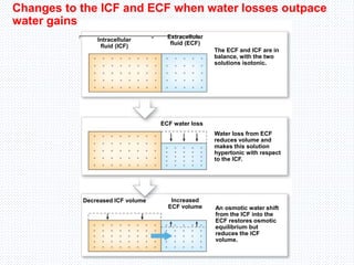 Intracellular
fluid (ICF)
Extracellular
fluid (ECF)
The ECF and ICF are in
balance, with the two
solutions isotonic.
ECF water loss
Water loss from ECF
reduces volume and
makes this solution
hypertonic with respect
to the ICF.
Increased
ECF volume
Decreased ICF volume
An osmotic water shift
from the ICF into the
ECF restores osmotic
equilibrium but
reduces the ICF
volume.
Changes to the ICF and ECF when water losses outpace
water gains
 