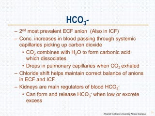HCO3-
31
– 2nd most prevalent ECF anion (Also in ICF)
– Conc. increases in blood passing through systemic
capillaries picking up carbon dioxide
• CO2 combines with H2O to form carbonic acid
which dissociates
• Drops in pulmonary capillaries when CO2 exhaled
– Chloride shift helps maintain correct balance of anions
in ECF and ICF
– Kidneys are main regulators of blood HCO3
-
• Can form and release HCO3
- when low or excrete
excess
Nnamdi Azikiwe University Nnewi Campus
 