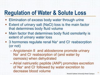 Regulation of Water & Solute Loss
 Elimination of excess body water through urine
 Extent of urinary salt (NaCl) loss is the main factor
that determines body fluid volume
 Main factor that determines body fluid osmolarity is
extent of urinary water loss
 3 hormones regulate renal Na+ and Cl- reabsorption
(or not)
– Angiotensin II and aldosterone promote urinary
Na+ and Cl- reabsorption of (and water by
osmosis) when dehydrated
– Atrial natriuretic peptide (ANP) promotes excretion
of Na+ and Cl- followed by water excretion to
decrease blood volume 36
Nnamdi Azikiwe University Nnewi Campus
 