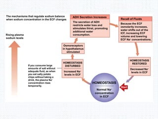 The mechanisms that regulate sodium balance
when sodium concentration in the ECF changes
Rising plasma
sodium levels
The secretion of ADH
restricts water loss and
stimulates thirst, promoting
additional water
consumption.
Osmoreceptors
in hypothalamus
stimulated
HOMEOSTASIS
DISTURBED
Increased Na
levels in ECF
If you consume large
amounts of salt without
adequate fluid, as when
you eat salty potato
chips without taking a
drink, the plasma Na
concentration rises
temporarily.
ADH Secretion Increases
Recall of Fluids
Because the ECF
osmolarity increases,
water shifts out of the
ICF, increasing ECF
volume and lowering
ECF Na concentrations.
HOMEOSTASIS
RESTORED
Decreased Na
levels in ECF
HOMEOSTASIS
Normal Na
concentration
in ECF
Start
 