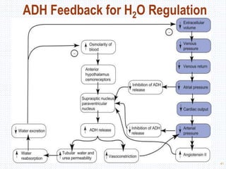 41
ADH Feedback for H2O Regulation
 