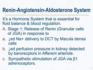 Renin-Angiotensin-Aldosterone System
It’s a Hormone System that is essential for
fluid balance & blood regulation.
A. Stage 1: Release of Renin (Granular cells
of JGA) in response to
a. ↓ed Na+ delivery to DCT by Macula densa
cells
b. ↓ed perfusion pressure in kidney detected
by barorecptors in Afferent arteriole.
c. Sympathetic stimulation of JGA via β1
adrenoceptors.
43
 