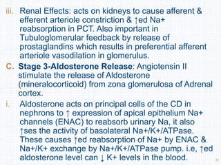45
iii. Renal Effects: acts on kidneys to cause afferent &
efferent arteriole constriction & ↑ed Na+
reabsorption in PCT. Also important in
Tubuloglomerular feedback by release of
prostaglandins which results in preferential afferent
arteriole vasodilation in glomerulus.
C. Stage 3-Aldosterone Release: Angiotensin II
stimulate the release of Aldosterone
(mineralocorticoid) from zona glomerulosa of Adrenal
cortex.
i. Aldosterone acts on principal cells of the CD in
nephrons to ↑ expression of apical epithelium Na+
channels (ENAC) to reabsorb urinary Na, it also
↑ses the activity of basolateral Na+/K+/ATPase.
These causes ↑ed reabsorption of Na+ by ENAC &
Na+/K+ exchange by Na+/K+/ATPase pump. i.e, ↑ed
aldosterone level can ↓ K+ levels in the blood.
 