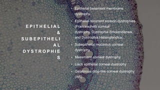E P I T H E L I A L
&
S U B E P I T H E L I
A L
D Y S T R O P H I E
S
• Epithelial basement membrane
dystrophy
• Epithelial recurrent erosion dystrophies
(Franceschetti corneal
dystrophy, Dystrophia Smolandiensis,
and Dystrophia Helsinglandica)
• Subepithelial mucinous corneal
dystrophy
• Meesmann corneal dystrophy
• Lisch epithelial corneal dystrophy
• Gelatinous drop-like corneal dystrophy
(AR)
 