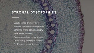 S T R O M A L D Y S T R O P H I E S
• Macular corneal dystrophy (AR)
• Schnyder crystalline corneal dystrophy
• Congenital stromal corneal dystrophy
• Fleck corneal dystrophy
• Posterior amorphous corneal dystrophy
• Central cloudy dystrophy of François
• Pre-Descemet corneal dystrophy
 