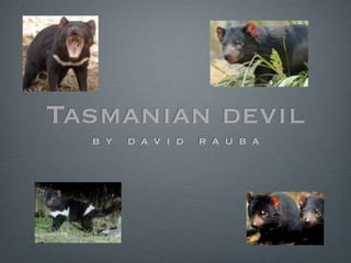 Tasmanian devil
  b y   d a v i d   r a u b a
 