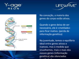 Na conceção, a maioria dos genes do corpo estão ativos. Quando o gene deixa de ser necessário, ele é «metilado» para ficar inativo. (perda de informação genética)‏ Na juventude, temos o equilíbrio ideal entre genes ativos e inativos, mas à medida que envelhemos, mais e mais dos nossos genes (informação genética) são silenciados (metilados).  